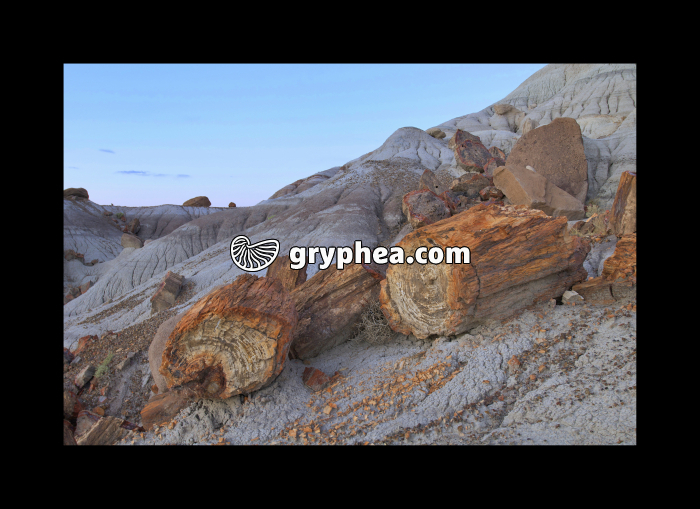 Petrified forest (Arizona, USA) - gryphea.com